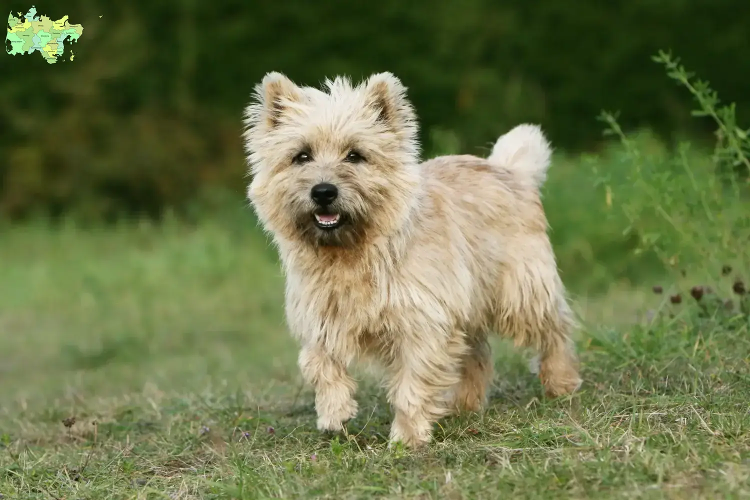 Read more about the article Cairn Terrier opdrættere og hvalpe i Midtjylland