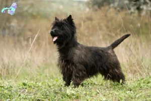 Read more about the article Cairn Terrier opdrættere og hvalpe i Nordjylland