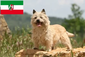 Read more about the article Cairn Terrier opdrættere og hvalpe i Nordrhein-Westfalen