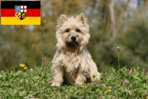 Read more about the article Cairn Terrier opdrættere og hvalpe i Saarland