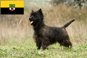 Read more about the article Cairn Terrier opdrættere og hvalpe i Sachsen-Anhalt