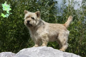 Read more about the article Cairn Terrier opdrættere og hvalpe på Sjælland
