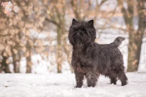 Read more about the article Cairn Terrier opdrættere og hvalpe i Syddanmark