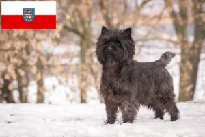Read more about the article Cairn Terrier opdrættere og hvalpe i Thüringen