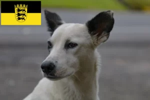 Read more about the article Canaan hundeopdrættere og hvalpe i Baden-Württemberg