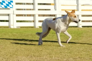 Read more about the article Canaan hundeopdrættere og hvalpe i Bayern