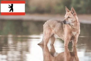 Read more about the article Canaan hundeopdrætter og hvalpe i Berlin