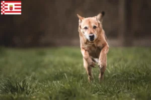 Read more about the article Canaan hundeopdrætter og hvalpe i Bremen