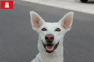 Read more about the article Canaan Hundeopdrætter og hvalpe i Hamborg