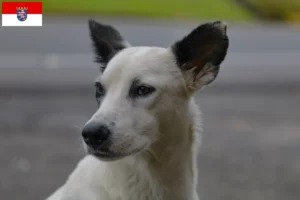 Read more about the article Canaan hundeopdrættere og hvalpe i Hessen