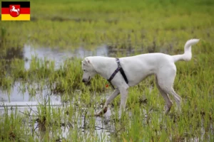 Read more about the article Canaan hundeopdrættere og hvalpe i Niedersachsen