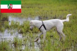Read more about the article Canaan hundeopdrættere og hvalpe i Nordrhein-Westfalen