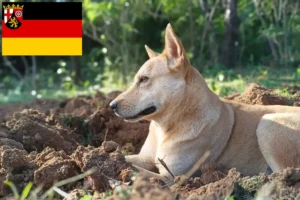 Read more about the article Canaan hundeopdrættere og hvalpe i Rheinland-Pfalz