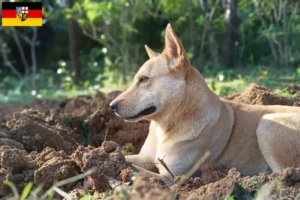 Read more about the article Canaan hundeopdrættere og hvalpe i Saarland