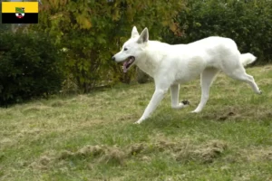 Read more about the article Canaan hundeopdrættere og hvalpe i Sachsen-Anhalt