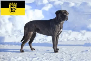 Read more about the article Cane Corso Italiano opdrættere og hvalpe i Baden-Württemberg