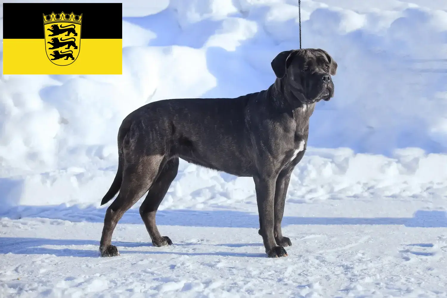 Cane Corso Italiano hvalpe og opdrættere Baden-Württemberg Her kan du finde opdrættere af Cane Corso Italianos i Baden-Württemberg.