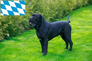Read more about the article Cane Corso Italiano opdrættere og hvalpe i Bayern