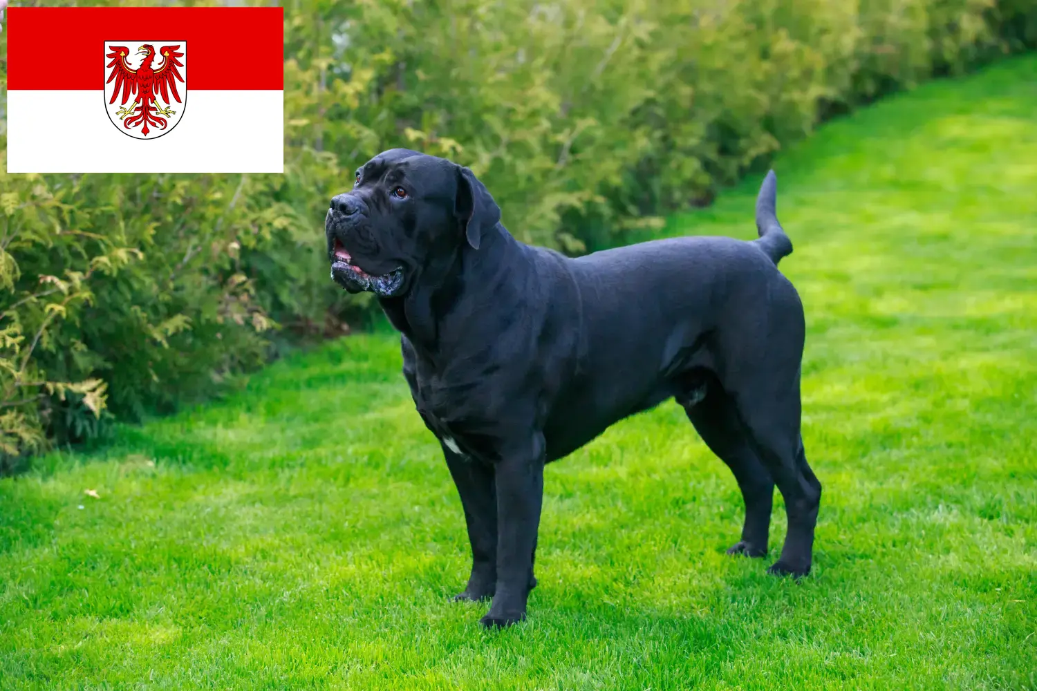 Cane Corso Italiano hvalpe og opdrættere Brandenburg Her kan du finde opdrættere af Cane Corso Italianos i Brandenburg.