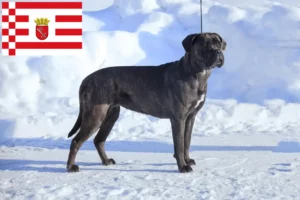 Read more about the article Cane Corso Italiano opdrættere og hvalpe i Bremen