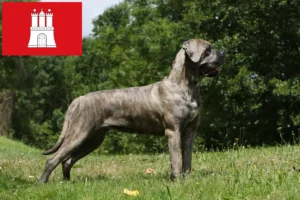 Read more about the article Cane Corso Italiano opdrættere og hvalpe i Hamborg