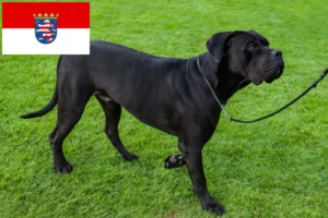 Read more about the article Cane Corso Italiano opdrættere og hvalpe i Hessen