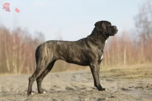 Read more about the article Cane Corso Italiano opdrættere og hvalpe i Hovedstaden