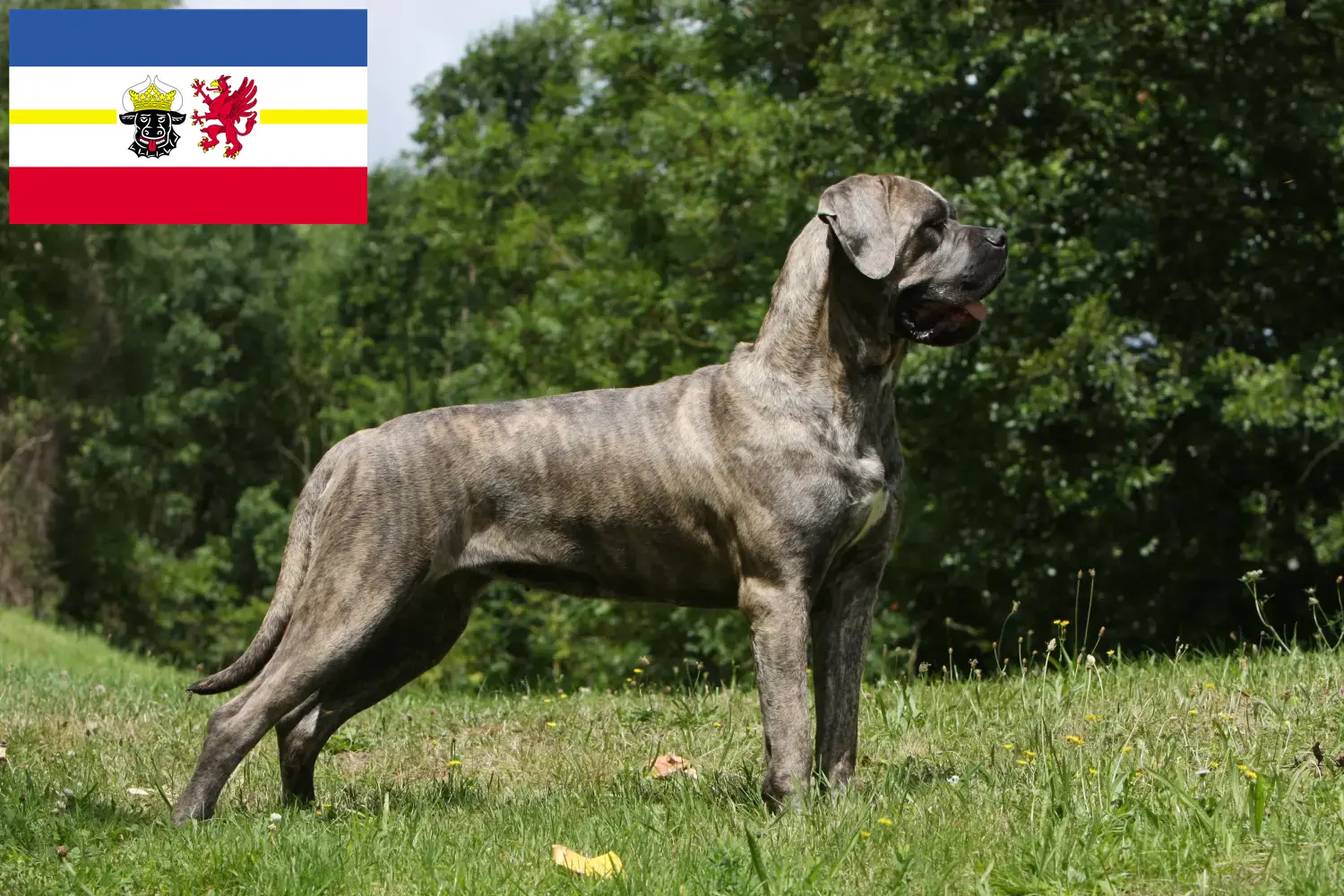 Cane Corso Italiano hvalpe og opdrættere Mecklenburg-Vorpommern Her kan du finde opdrættere af Cane Corso Italianos i Mecklenburg-Vorpommern.