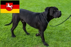Read more about the article Cane Corso Italiano opdrættere og hvalpe i Niedersachsen