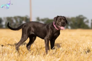 Read more about the article Cane Corso Italiano opdrættere og hvalpe i Nordjylland