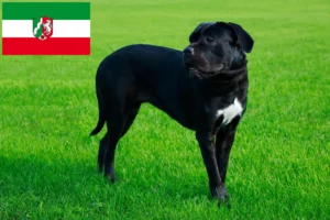 Read more about the article Cane Corso Italiano opdrættere og hvalpe i Nordrhein-Westfalen