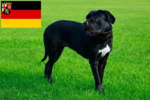 Read more about the article Cane Corso Italiano opdrættere og hvalpe i Rheinland-Pfalz