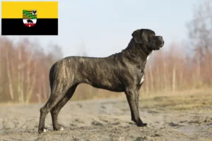 Read more about the article Cane Corso Italiano opdrættere og hvalpe i Sachsen-Anhalt