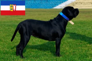 Read more about the article Cane Corso Italiano opdrættere og hvalpe i Schleswig-Holstein