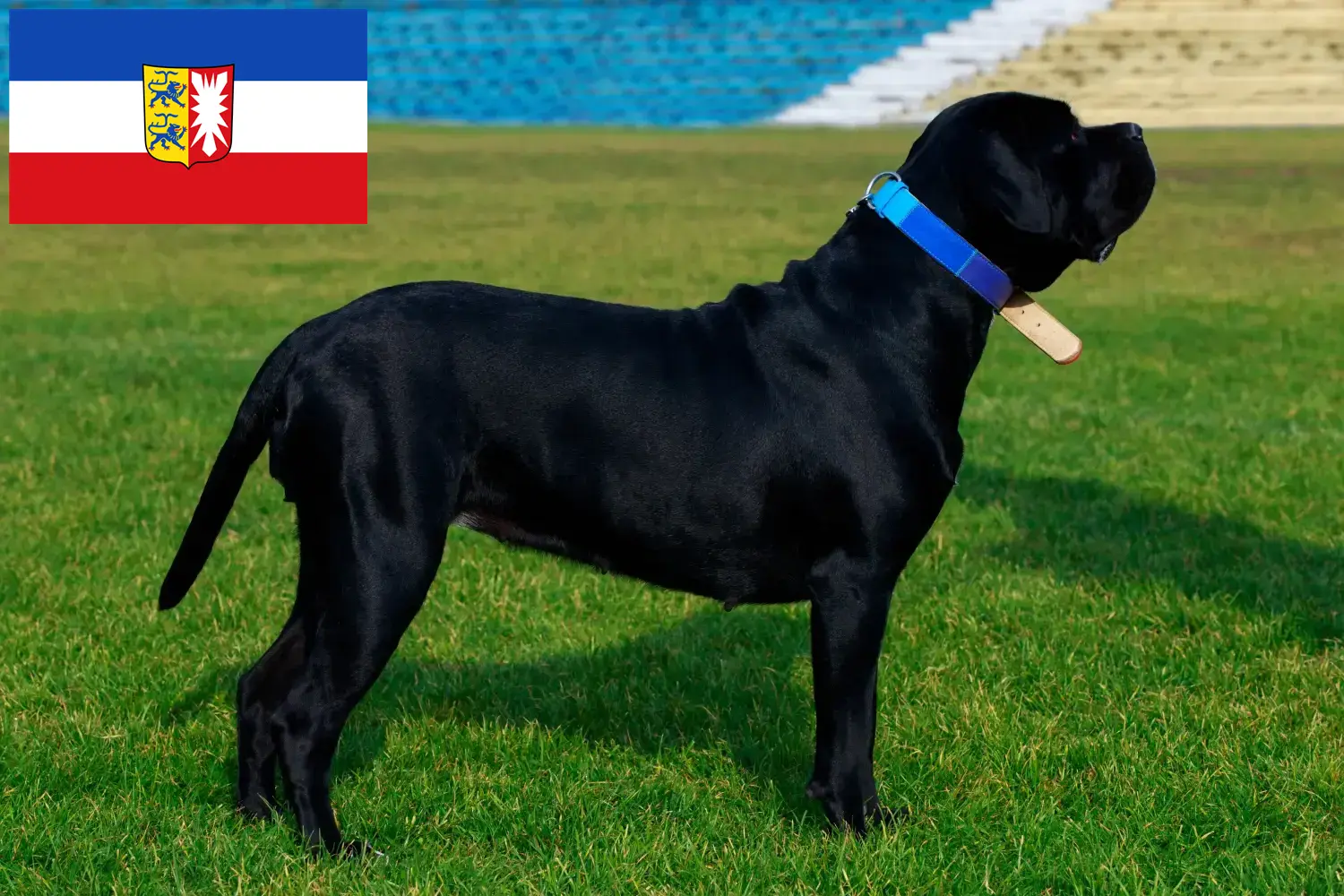 Read more about the article Cane Corso Italiano opdrættere og hvalpe i Schleswig-Holstein