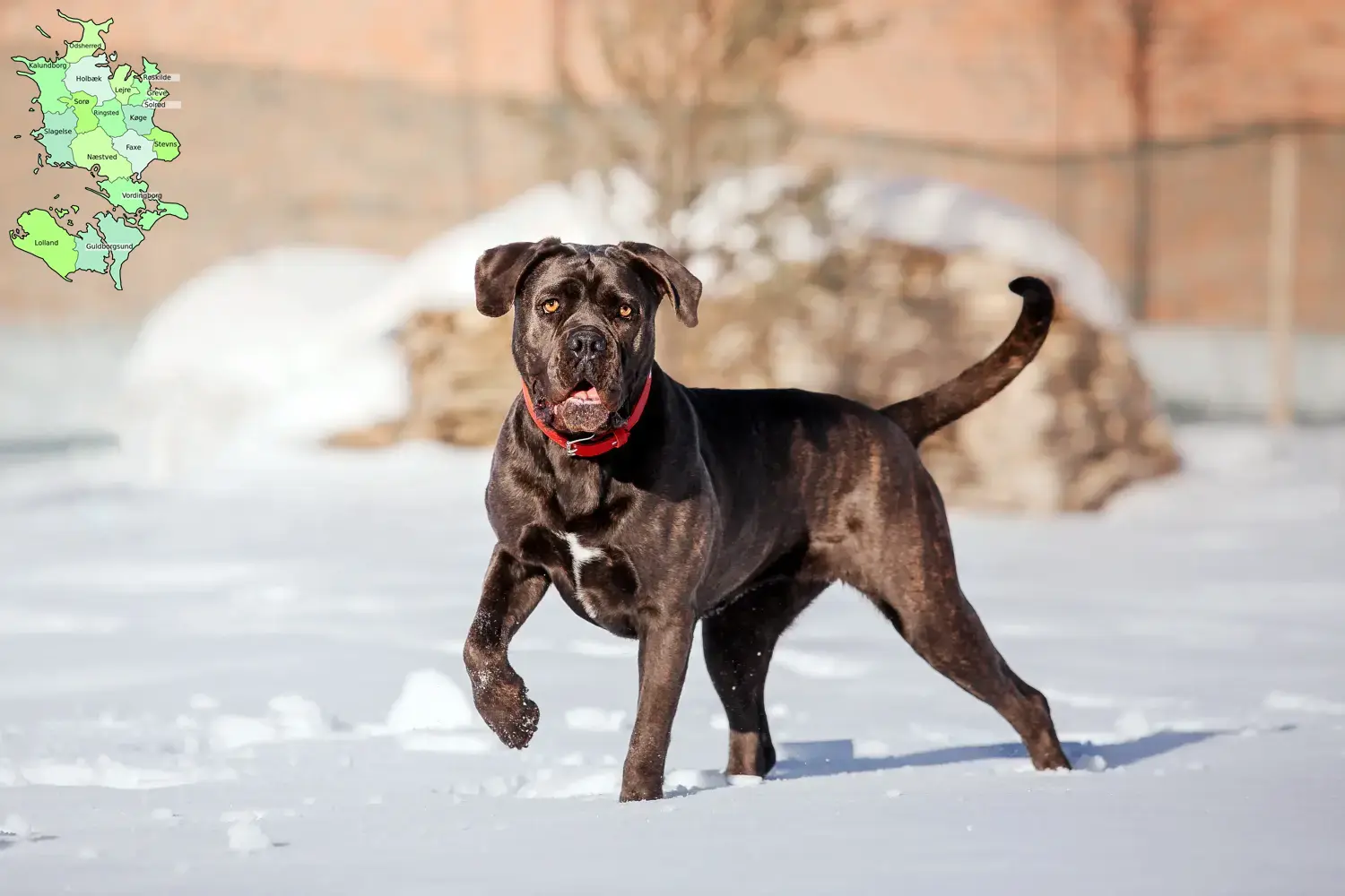 Read more about the article Cane Corso Italiano opdrættere og hvalpe i Sjælland