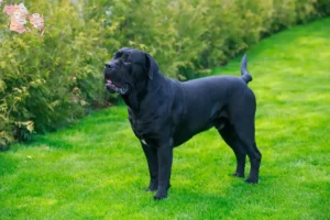 Read more about the article Cane Corso Italiano opdrættere og hvalpe i Syddanmark