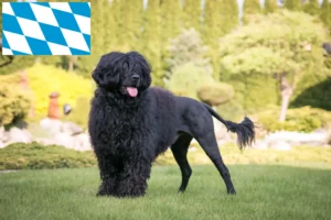 Read more about the article Cão de Agua português opdrættere og hvalpe i Bayern