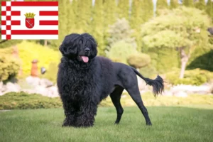 Read more about the article Cão de Agua português opdrættere og hvalpe i Bremen