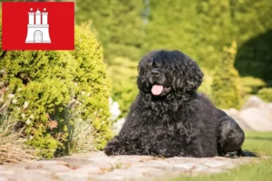 Read more about the article Cão de Agua português opdrættere og hvalpe i Hamborg