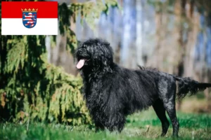 Read more about the article Cão de Agua português opdrættere og hvalpe i Hessen