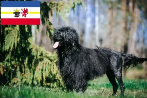 Read more about the article Cão de Agua português opdrættere og hvalpe i Mecklenburg-Vorpommern