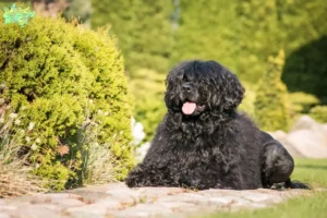 Read more about the article Cão de Agua português opdrættere og hvalpe i Midtjylland