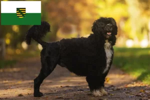Read more about the article Cão de Agua português opdrættere og hvalpe i Sachsen