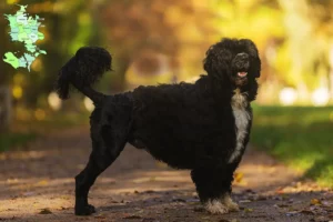 Read more about the article Cão de Agua português opdrættere og hvalpe på Sjælland