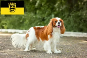 Read more about the article Cavalier King Charles Spaniel opdrættere og hvalpe i Baden-Württemberg