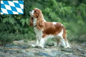Read more about the article Cavalier King Charles Spaniel opdrættere og hvalpe i Bayern