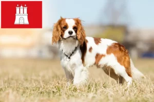 Read more about the article Cavalier King Charles Spaniel opdrættere og hvalpe i Hamborg