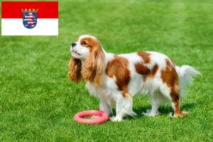 Read more about the article Cavalier King Charles Spaniel opdrættere og hvalpe i Hessen