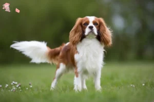 Read more about the article Cavalier King Charles Spaniel opdrætter og hvalpe i Hovedstaden
